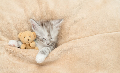 Leinwandbilder - Cozy Maine coon sleeps with favorite toy bear under pink blanket on a bed at home. Top down view
