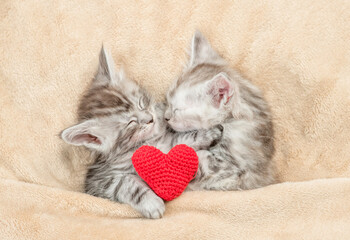 Aufkleber - Two maine coon kittens sleep on a bed at home with red heart