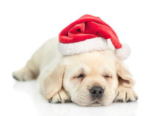Poster - Golden retriever puppy wearing  red christmas hat sleeps. isolated on white background