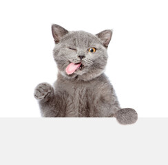 Poster - Winking cat looks above blank white banner. isolated on white background