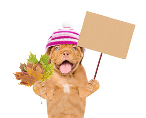 Poster - Funny puppy  wearing a warm hat with pompon holds dry colorful leaves and shows blank placard. isolated on white background