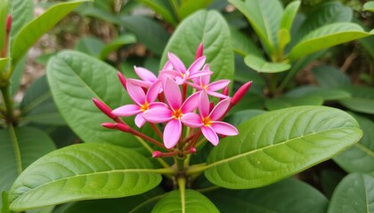 Wall Mural -  Blooming beauty in the garden