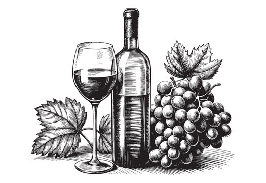 Wine bottle and glass of wine and grapes sketch hand dawn drawing vector illustration