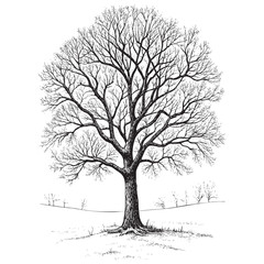 winter dry tree branch sketch hand dawn drawing vector illustration