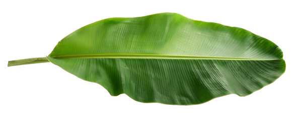 tropical banana tree leaf isolated on white