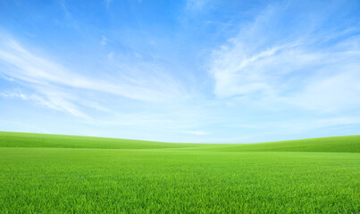 Wall Mural - landscape view of green grass field with blue sky background.