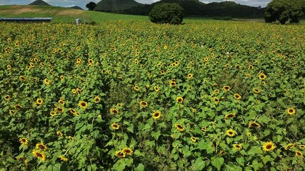 Wall Mural - aerial view of cultivated sunflower field, drone high angle shot