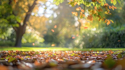 Wall Mural - Vivid autumn foliage in park with soft sunlight and bokeh, wide view