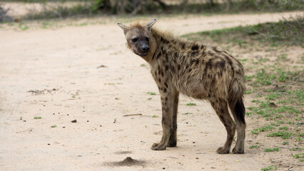 a spotted hyena on the gravel road