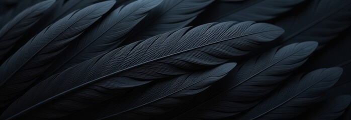 Poster - A close up of black feathers, possibly from a bird