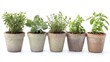 © Boonart - Growing herbs in small pots for cooking