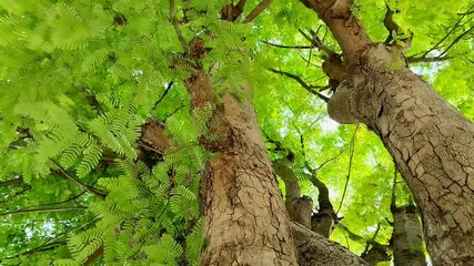 Natural background of tamarind tree leaves