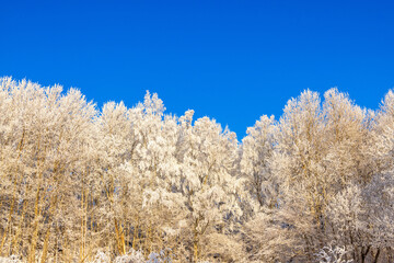 Wall Mural - Beautiful grove of trees with hoarfrost on a cold winter day