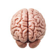 © ekampos - Brain, isolated, transparent background, png