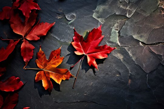 Colorful maple leaves bring autumn to life on a textured dark slate background