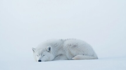 Canvas Print - Arctic Wolf Sleeping Peacefully In The Snow