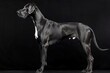 © Маргарита Вайс - profile view pretty large black great dane dog standing on black background