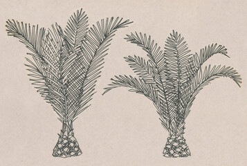 palm tree drawn with a gel pen