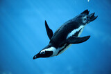 Close-up of penguin swimming undersea. Penguin jumping into the water premium - stock photo. High quality photo. Penguin in water.