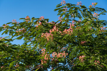 Pink fluffy flowers on branch of Persian silk tree (Albizia julibrissin) against blurred background of greenery and blue summer sky. Japanese acacia or pink silk tree of Fabaceae family.