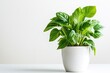 © Anton - Green plant in white pot on plain background