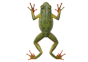 Poster - frog 3D isolated on transparent or white background