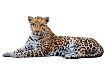 side view of a spotted leopard lying down and looking proudly at the camera, isolated on transparent