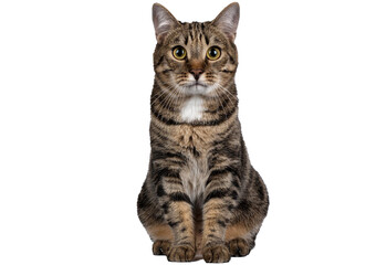 Tabby crossbreed cat sitting in front and looking at camera isolated on transparent or white background