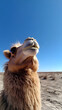 © Andsx - Majestic Camel Gazing at the Desert Sky