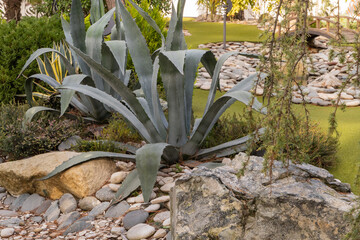 Gelendzhik. Winter. Embankment. Beautiful blue leaves of tequilana agave, commonly called blue agave (azul or tequila agave) among stones in landscape of city park. Close-up. Nature concept for design