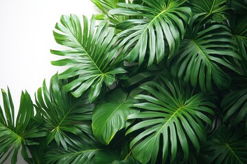  Lush Green Palm Leaves on White Background