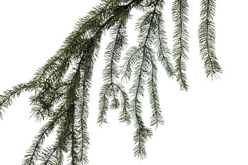 branch of a pine