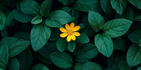 Aufkleber - This image features a little yellow flower alongside fresh green leaves. The yellow flower symbolizes the bright sun, making it perfect for occasions that celebrate the beauty of yellow flowers.