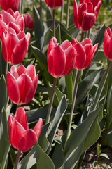 Wall Mural - Tulip Candy Apple Delight, red and white flowers in spring sunlight