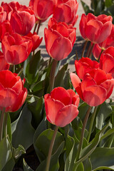 Wall Mural - Tulip Orange Van Eijk flowers in spring sunlight