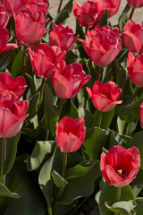 Wall Mural - Tulip Pink Sound, pink flowers in spring sunlight