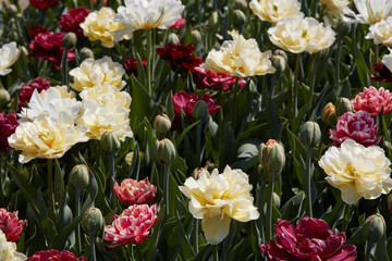 Wall Mural - Assorted tulip flowers in white, pale yellow, dark red colors texture background in spring sunlight