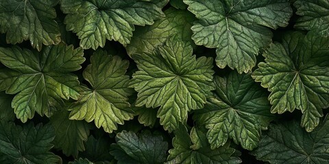 Aufkleber - Rare green leaf foliage showcasing unique growth patterns, emphasizing the importance of preserving such endangered plant life exploring the beauty and potential dangers of rare foliage.