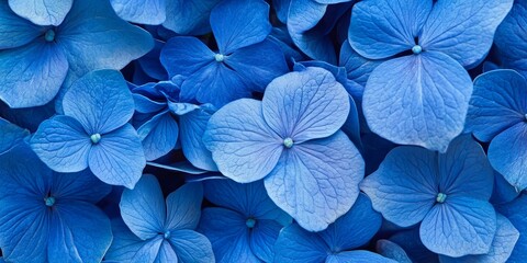 Poster - Blooming Blue French Hydrangea Hydrangea macrophylla showcases vibrant petals. This Flowering Blue French Hydrangea creates stunning visual interest for any garden or floral arrangement.