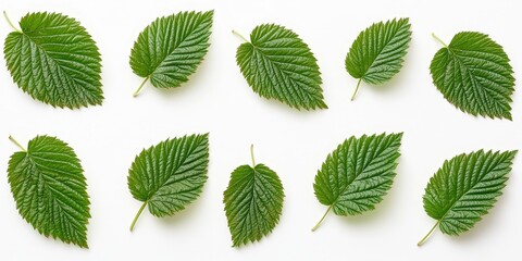 Aufkleber - Raspberry leaves displayed on a clean white background, showcasing the vibrant features of raspberry leaves from a top view perspective with a precise clipping path.