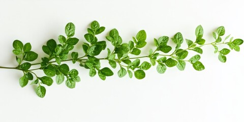 Aufkleber - Single green plant Thlaspi perfoliatum displayed on a white background, showcasing the unique features of this green plant, perfect for presenting the beauty of nature.