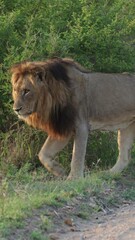 Wall Mural - Vertical video - a male lion limping close-up