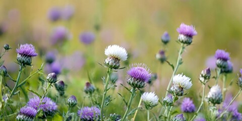 Aufkleber - Thistle, also known as Biduri Calotropis gigantea , is a plant characterized by its single, oval shaped leaves and purplish white flowers. This thistle thrives in sunny coastal areas and open spaces.