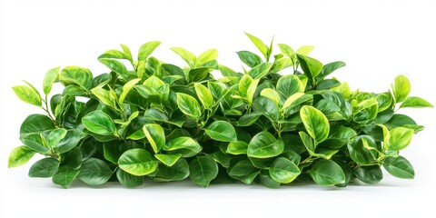 Poster - Eukien tea plant bush showcased in isolation on a white background, highlighting the vibrant green bush. This Eukien tea plant bush exemplifies the lush characteristics of green foliage.
