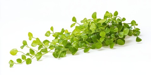 Aufkleber - Single green plant Thlaspi perfoliatum displayed on a white background, showcasing the unique features of this green plant, perfect for presenting the beauty of nature.