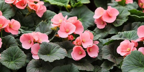 Aufkleber - Vibrant pink begonias bloom amidst lush green leaves, showcasing the beauty of indoor plants. The stunning pink flowers of begonias thrive beautifully in an indoor setting, perfect for plant lovers.