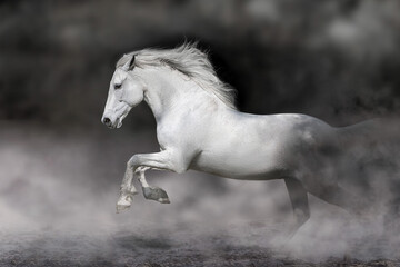 Wall Mural - white horse running