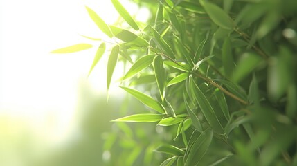 Poster - Lush Green Bamboo Leaves Illuminated by Soft Natural Light in a Photorealistic Style