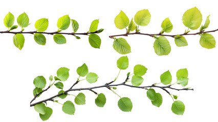 Wall Mural - Fresh green leaves on branches isolated on white background