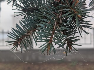 Wall Mural - a twig of a blue christmas tree in autumn. morning, on the branches of a pine web, on which droplets